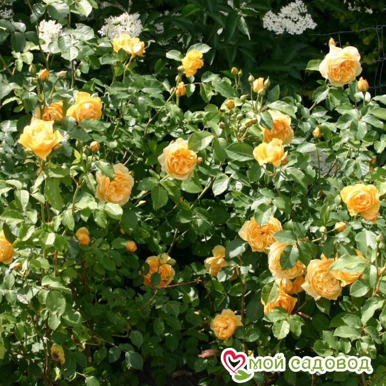 Роза Грехам Томас