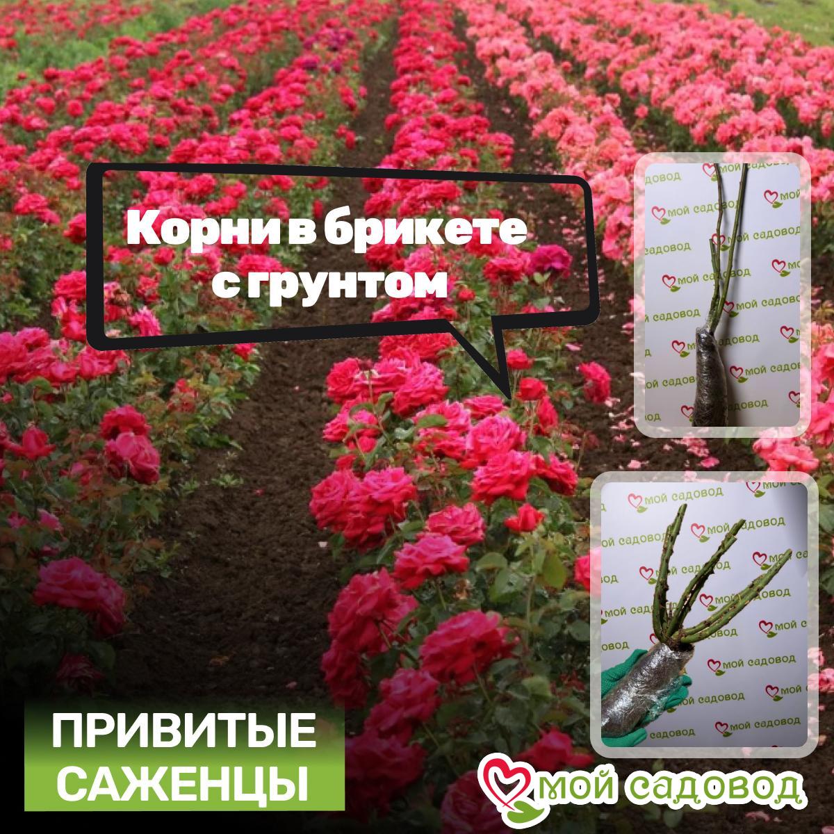 Роза Багровый Шепот