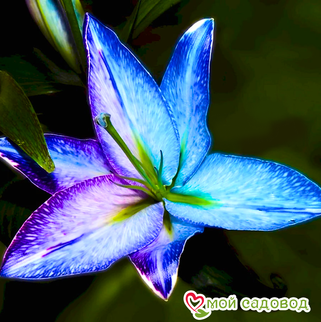 Лилия Зефир Лайт