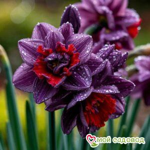 Нарцисс Минт Флер